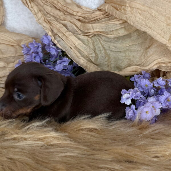Wilma