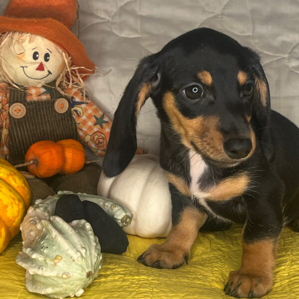 Bonnie