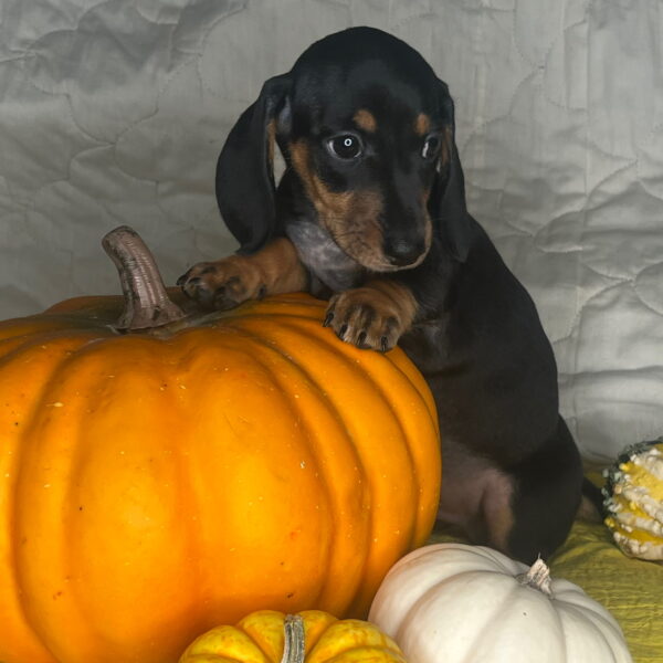 Oscar