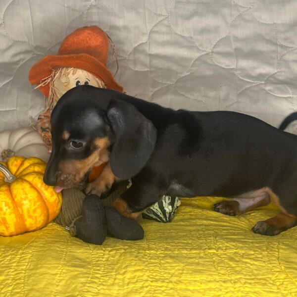 Oscar