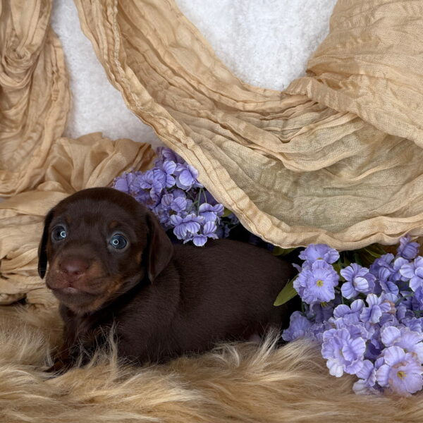 Wilma