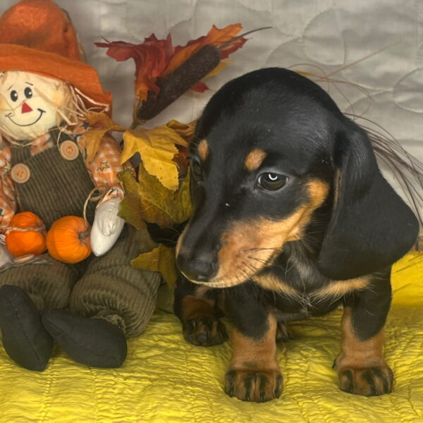 Baxter