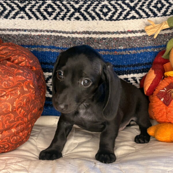 Brody