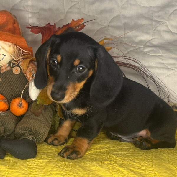 Baxter