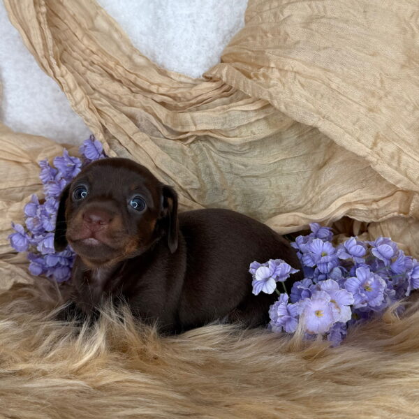 Wilma