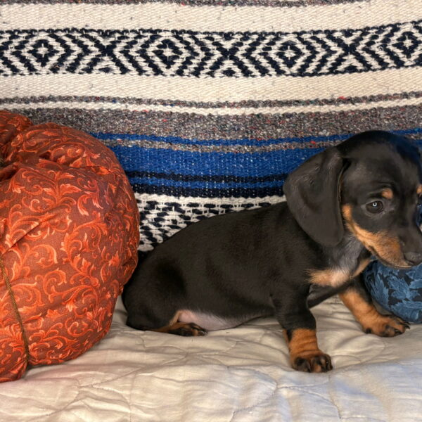 Benny