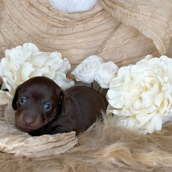 Wilma