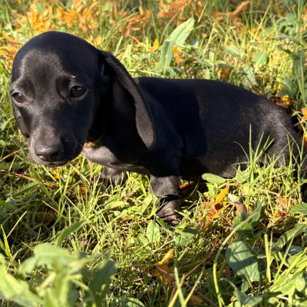 Brody