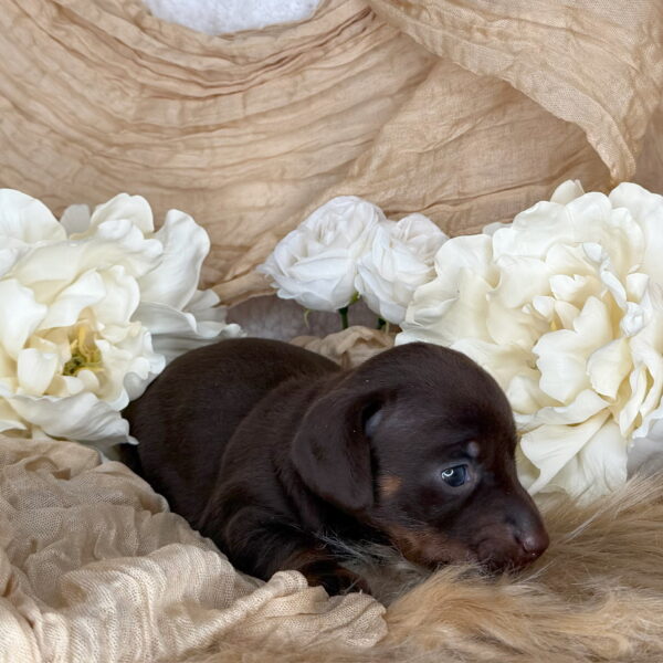 Wilma
